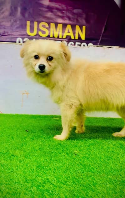 Cute Cream Pomeranian Puppy Fully Vaccinated and Healthy