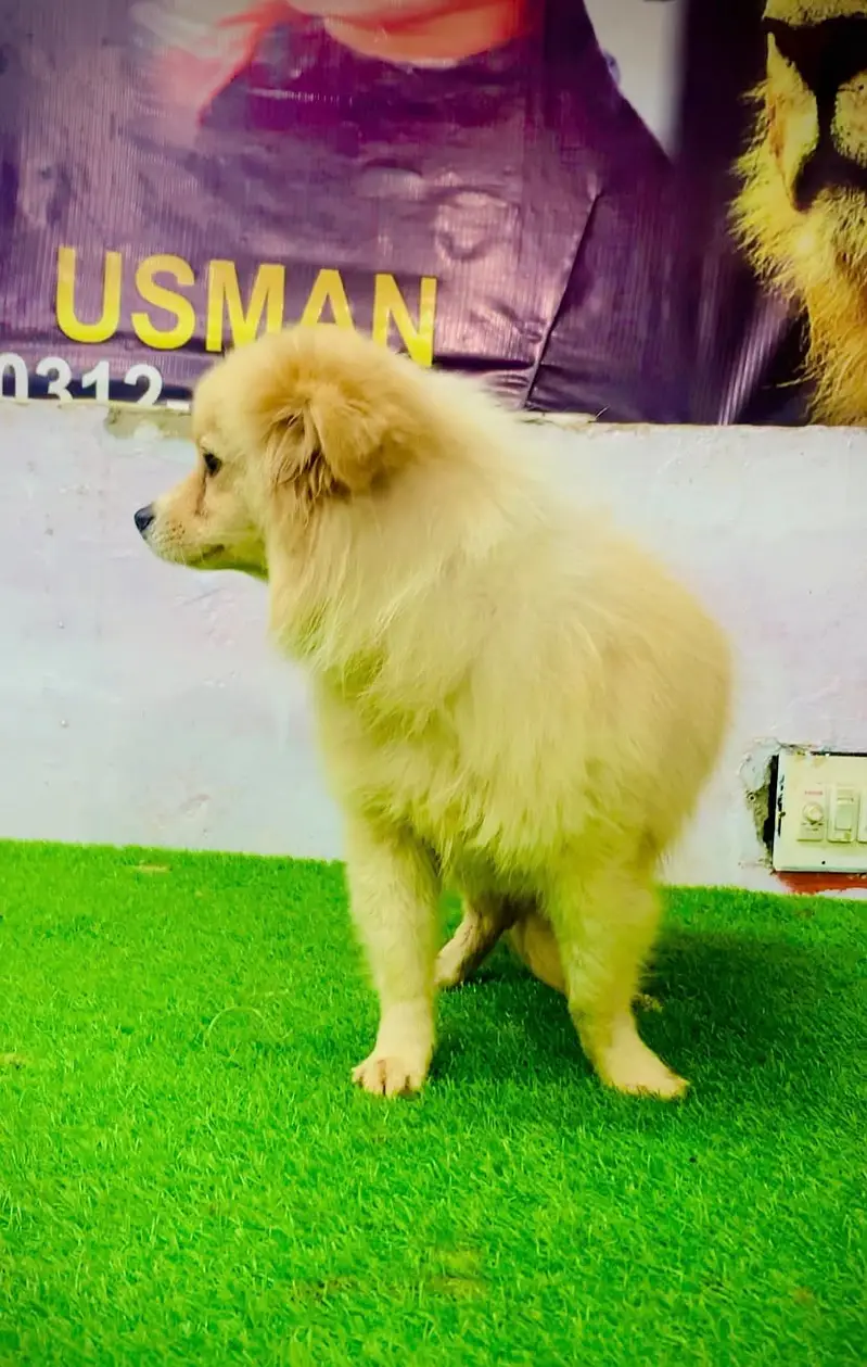 Cute Cream Pomeranian Puppy Fully Vaccinated and Healthy — photo 2