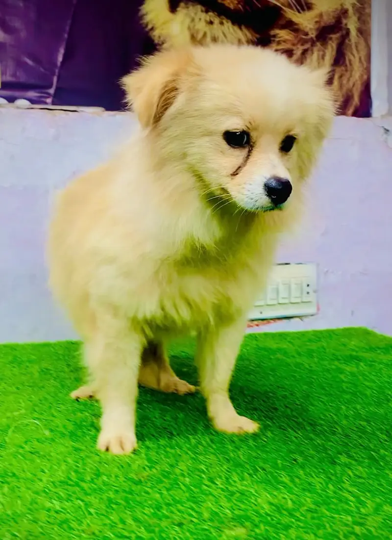Cute Cream Pomeranian Puppy Fully Vaccinated and Healthy — photo 3