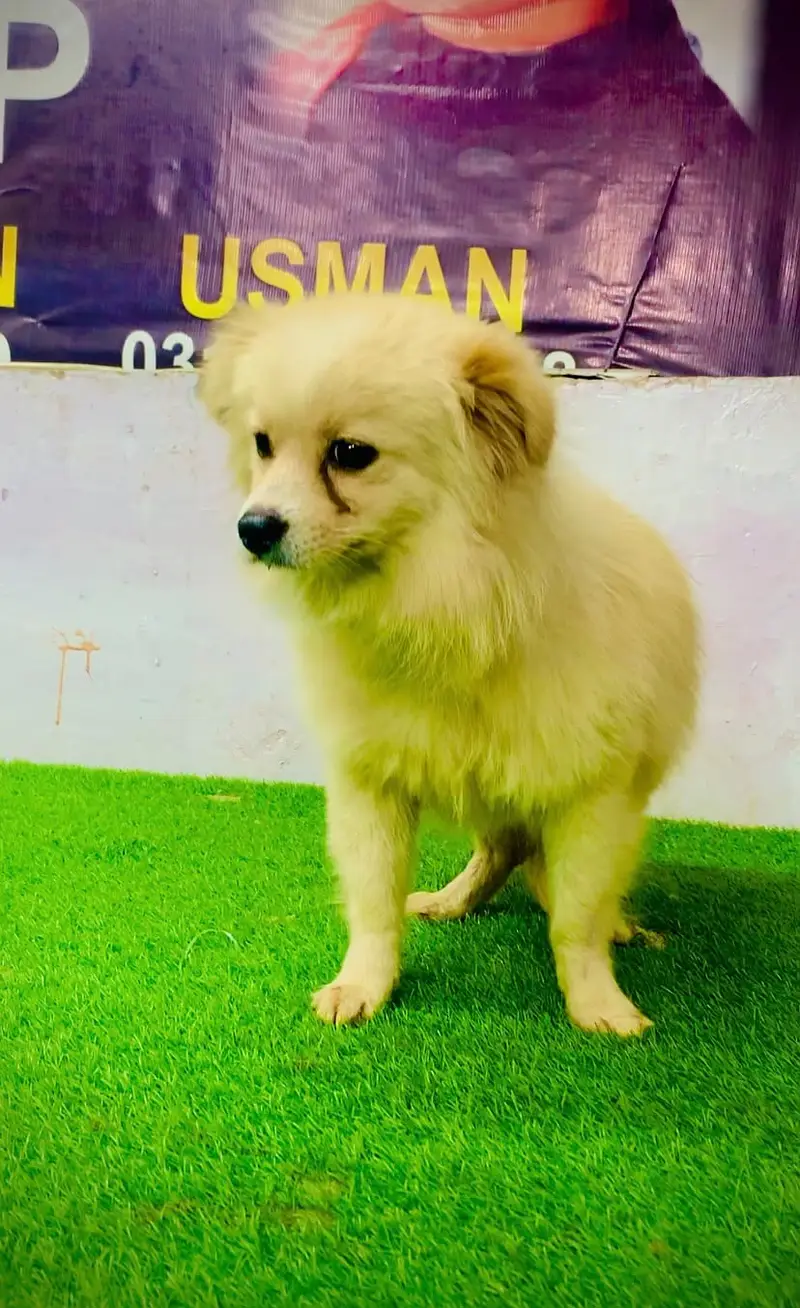 Cute Cream Pomeranian Puppy Fully Vaccinated and Healthy — photo 4