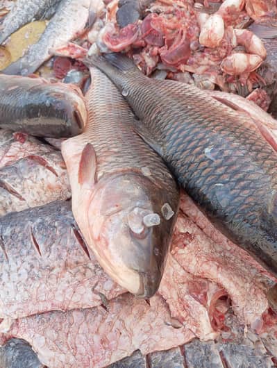 Fresh & Fried Fish - Wholesale & Retail Delivery
