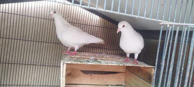Abino Dove King Size