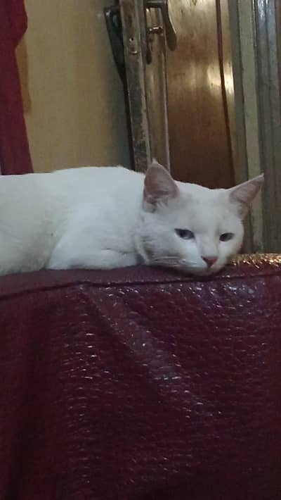 Persian male cat