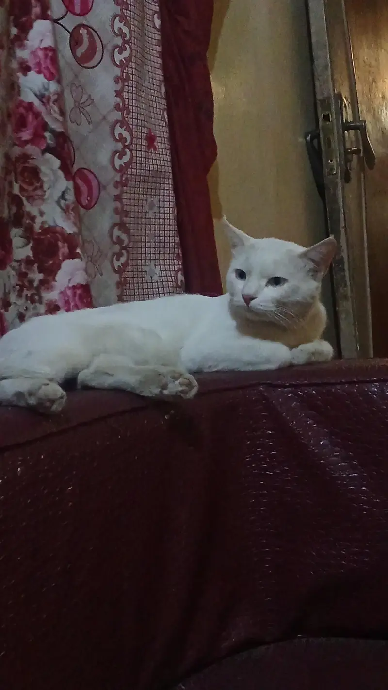 Persian male cat — photo 2