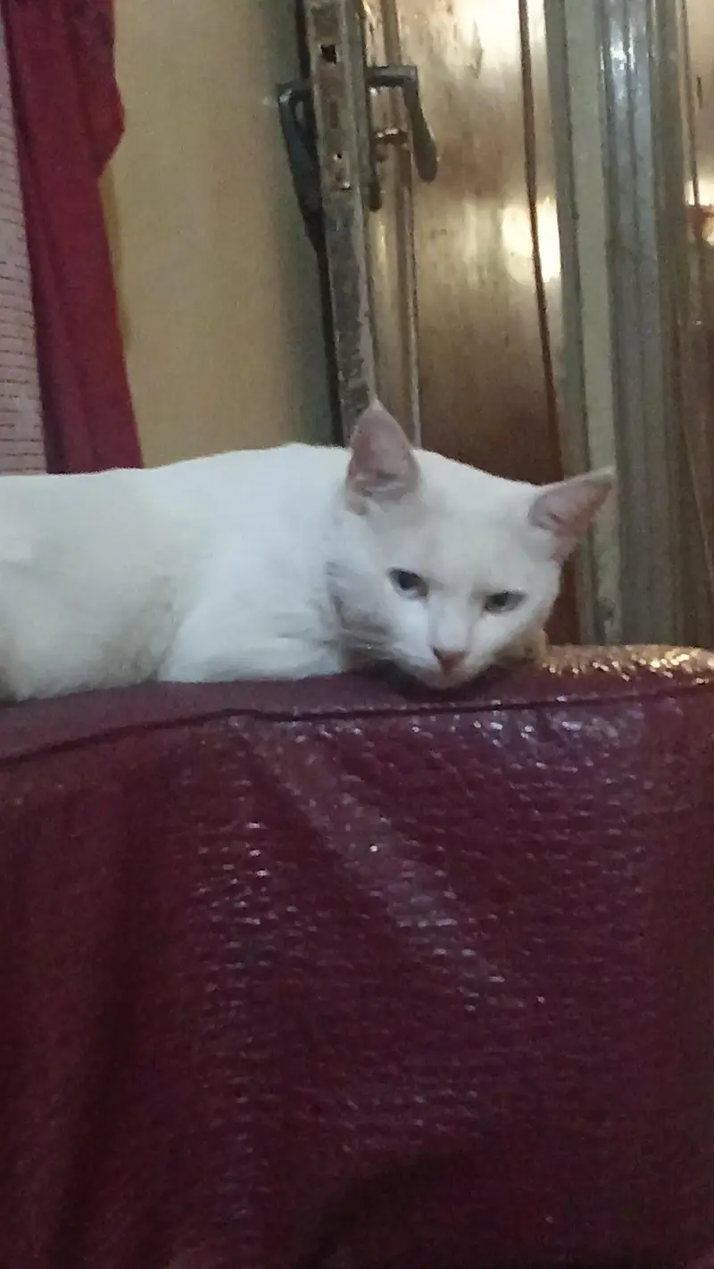 Persian male cat — photo 3