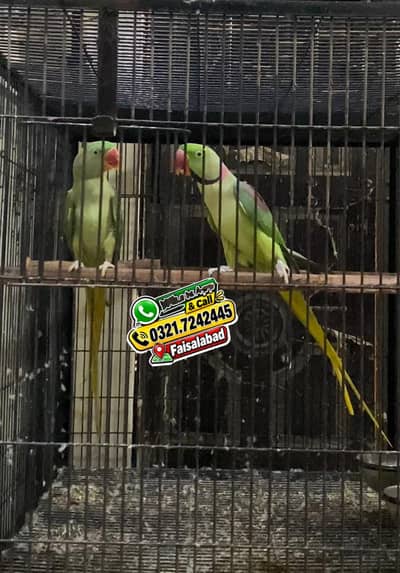 Raw pair for sale