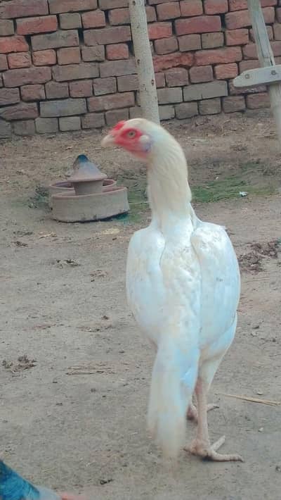 Achai breed hai