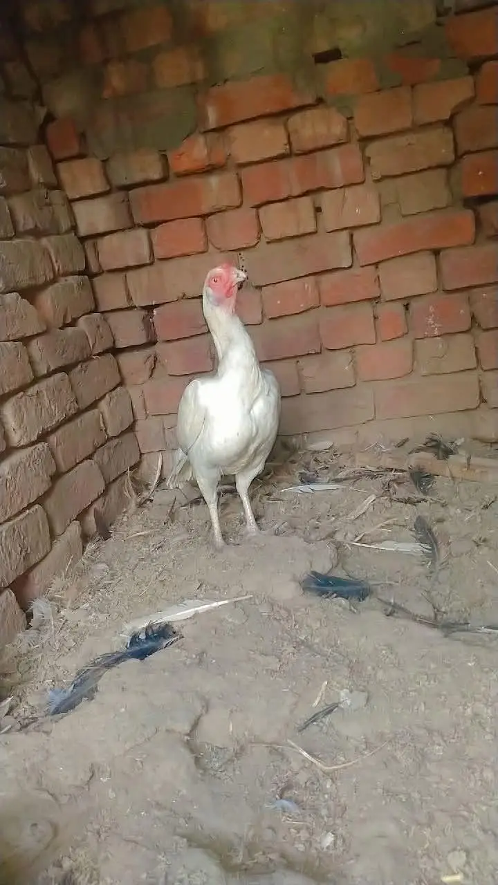 Achai breed hai — photo 2