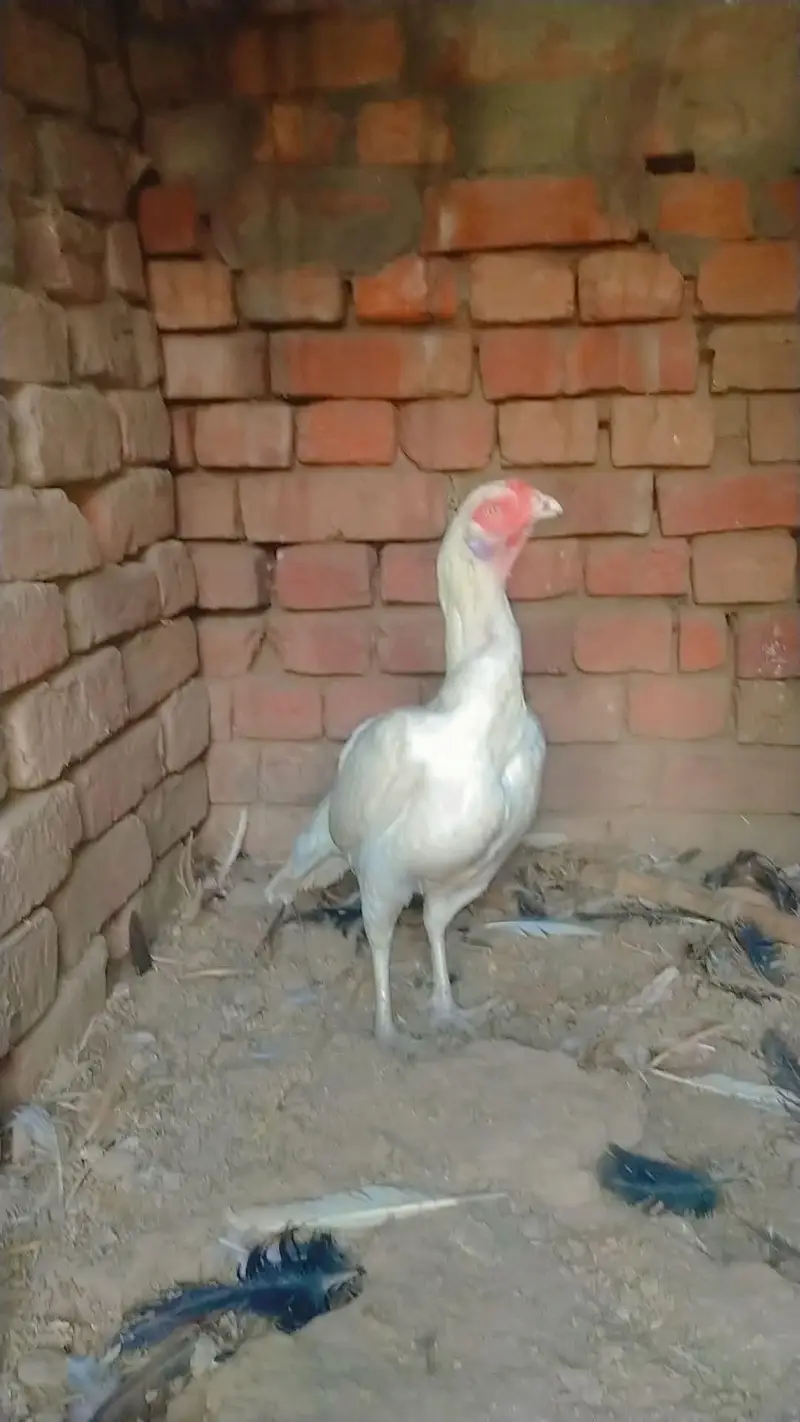 Achai breed hai — photo 3