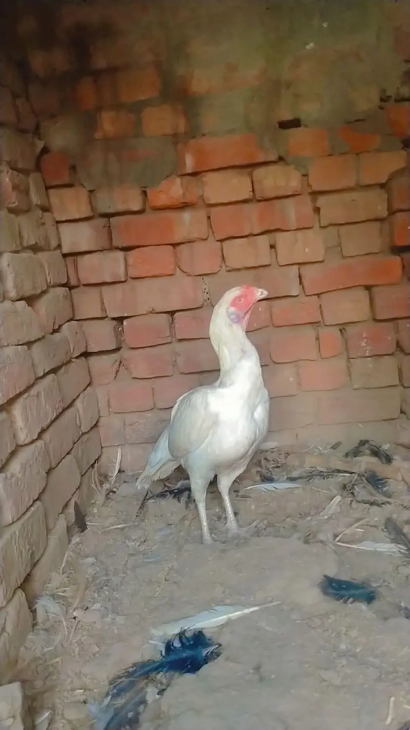 Achai breed hai — photo 4