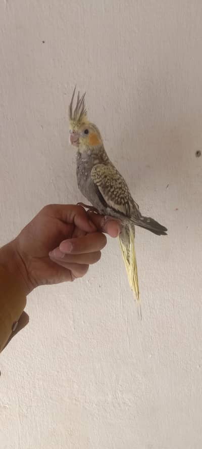 Hand Tame cockatiel Parrot