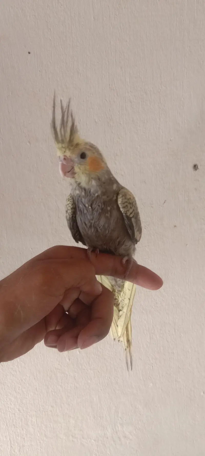 Hand Tame cockatiel Parrot — photo 2