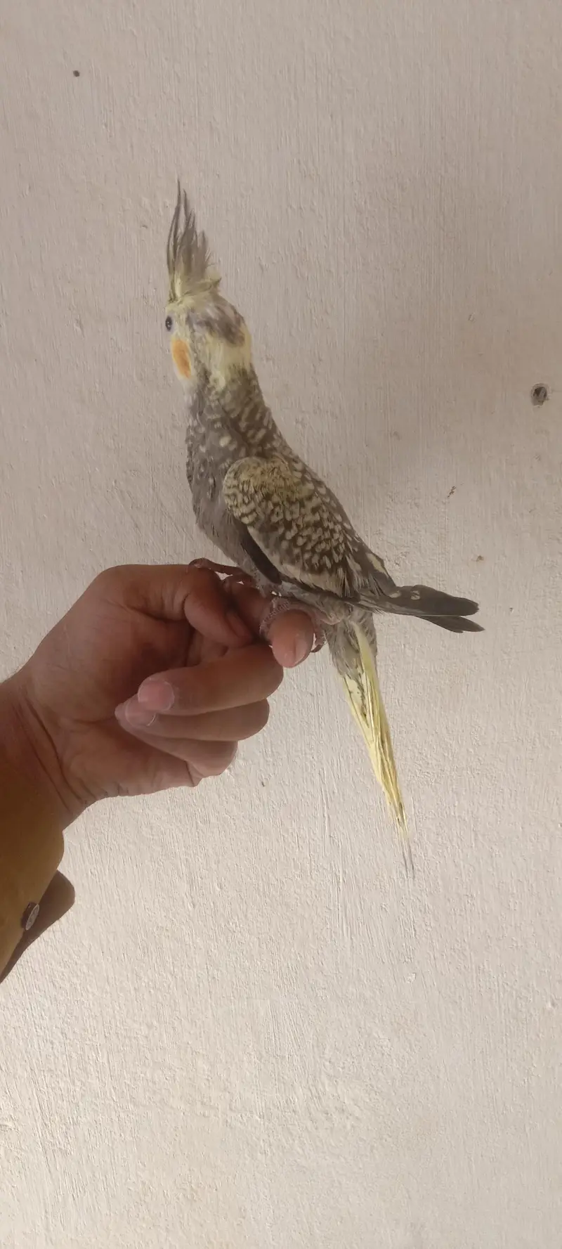 Hand Tame cockatiel Parrot — photo 4