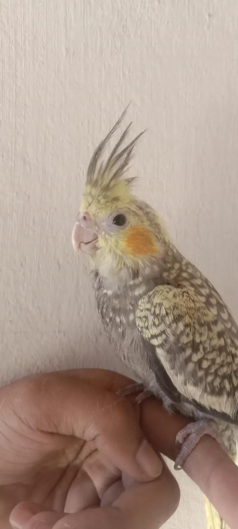 Hand Tame cockatiel Parrot — photo 5