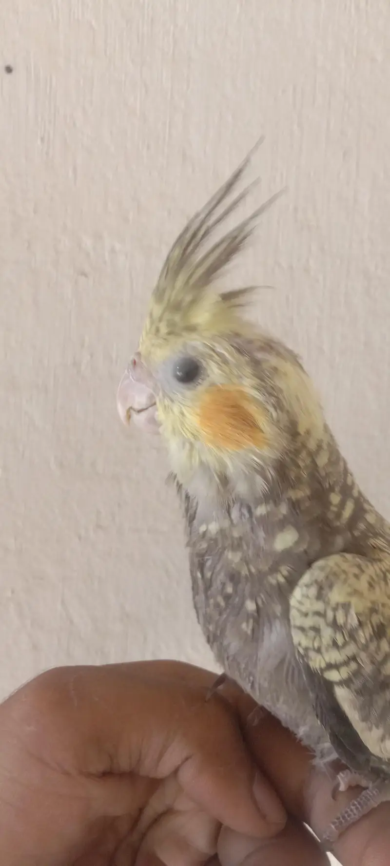 Hand Tame cockatiel Parrot — photo 6