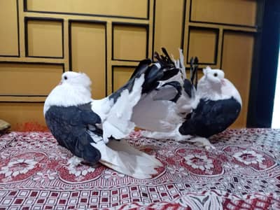 American faintail ready to breed pair