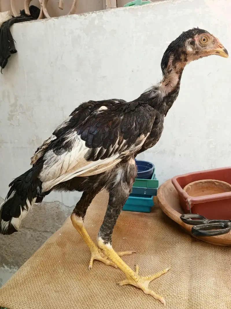 aik 800 rupey ka ha jis ko lyna ho Wohi rabta kareyn — photo 2
