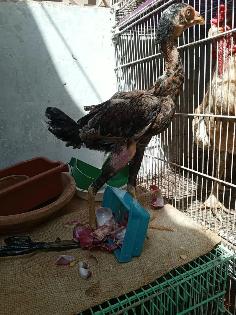 aik 800 rupey ka ha jis ko lyna ho Wohi rabta kareyn — photo 3