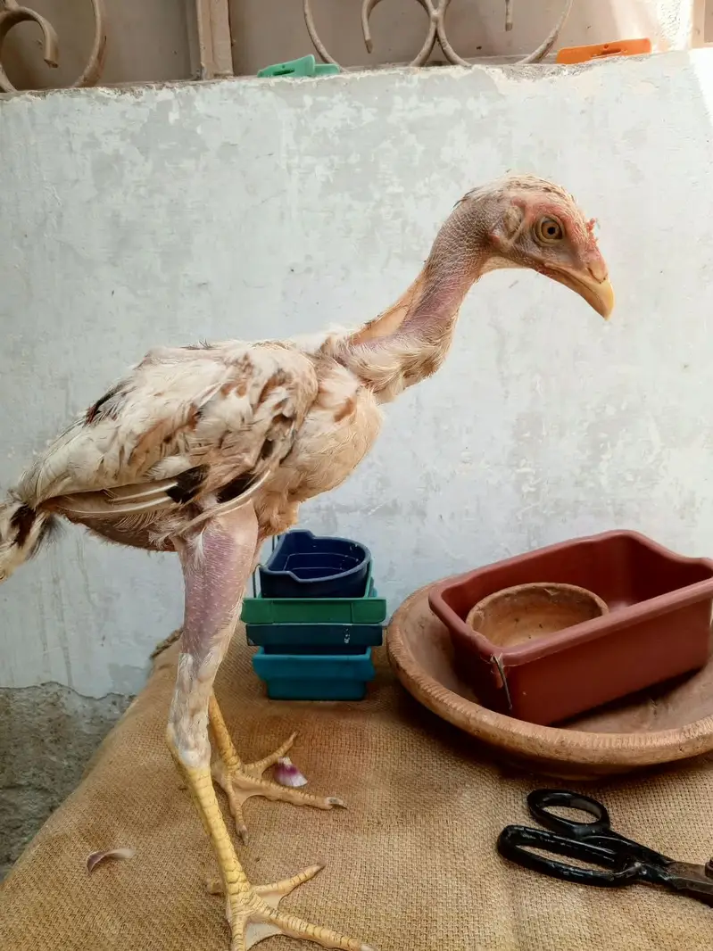 aik 800 rupey ka ha jis ko lyna ho Wohi rabta kareyn — photo 4