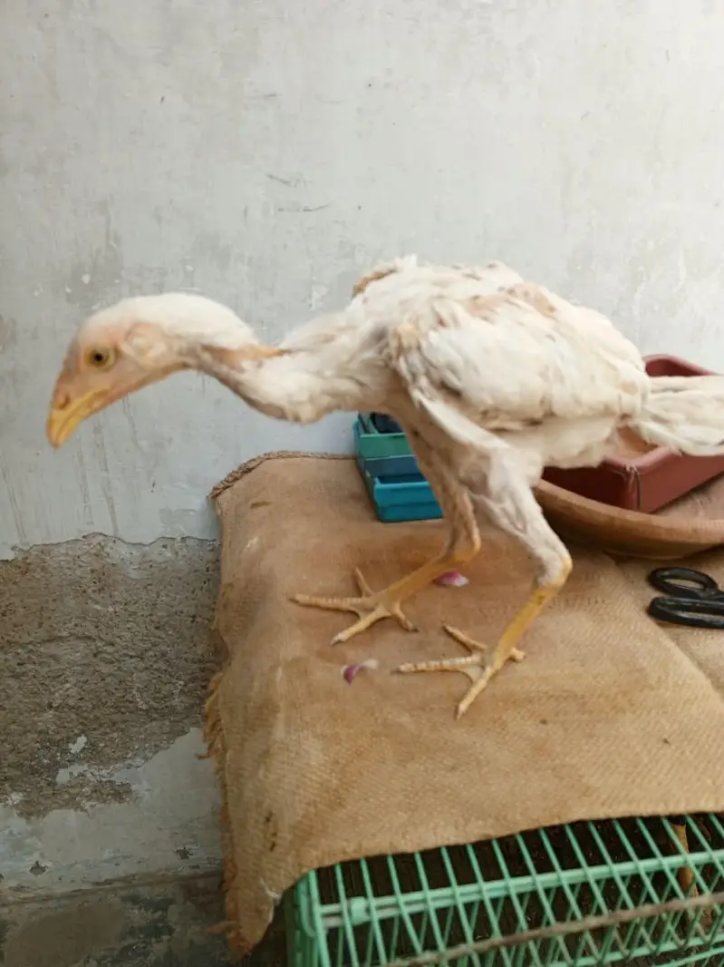 aik 800 rupey ka ha jis ko lyna ho Wohi rabta kareyn — photo 5