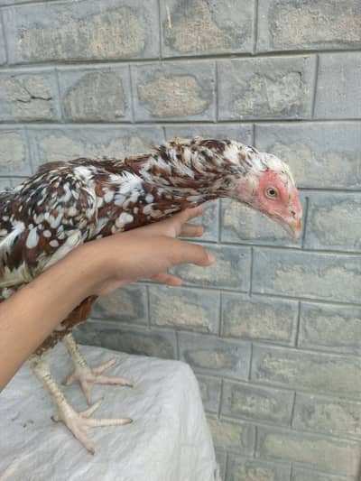 Aseel mianwali
