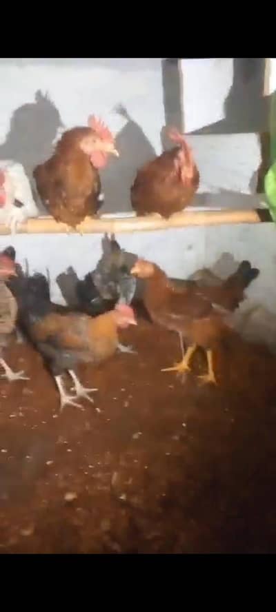 Ghar kay palay hoay desi murghay for sale My WhatsApp 03275358455