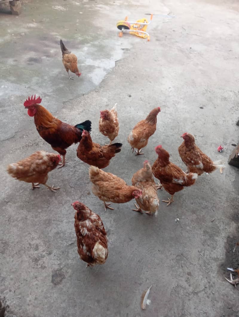 for sell 1