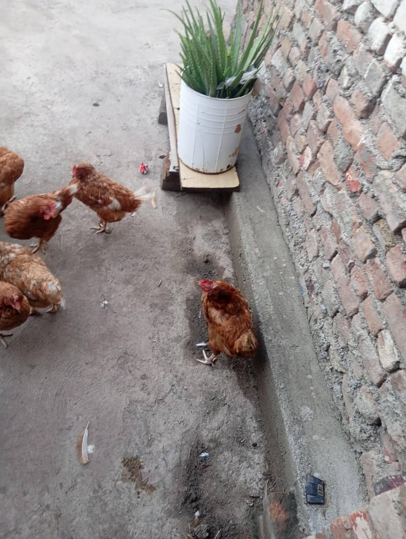 for sell 3