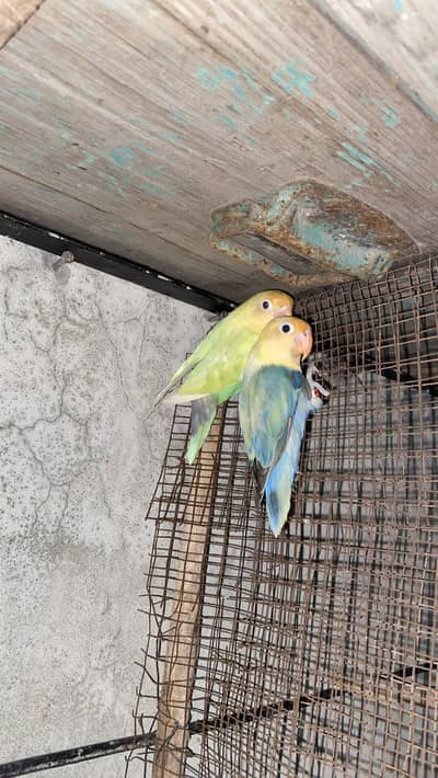 Love bird Top quality pair Exchange possible