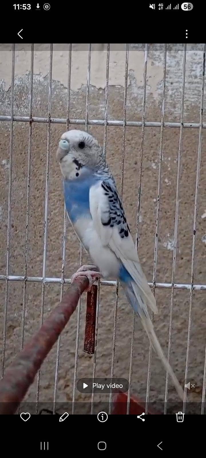 australian 1