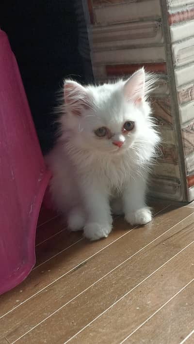 Persian triple cord kitten