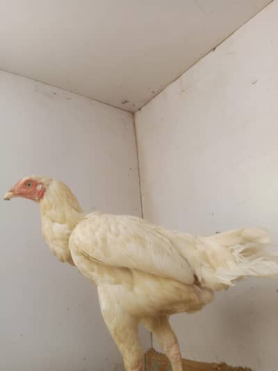 Heera Aseel Female