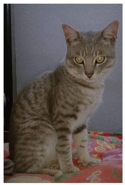 male cat for sale
