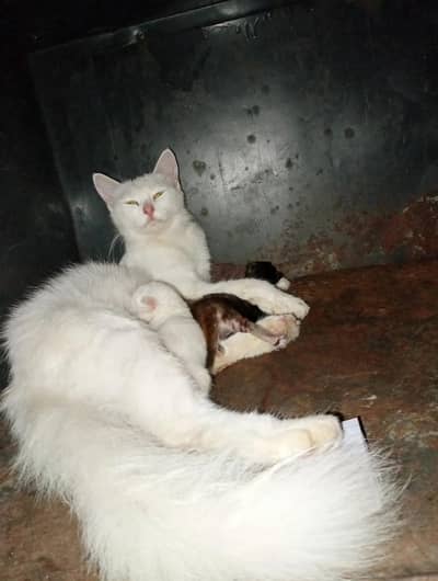 Cat and 3 kittens