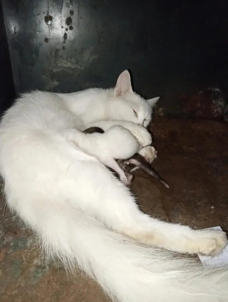 Cat and 3 kittens — photo 2