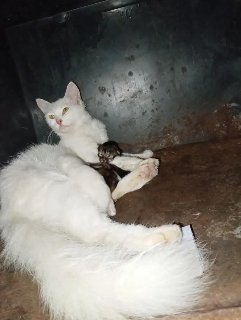 Cat and 3 kittens — photo 3