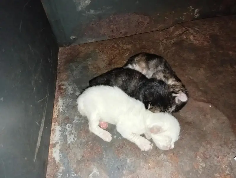 Cat and 3 kittens — photo 4