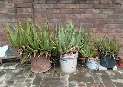 Plants for sale