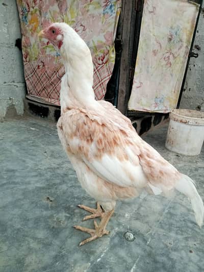 Aseel Female With Chick's