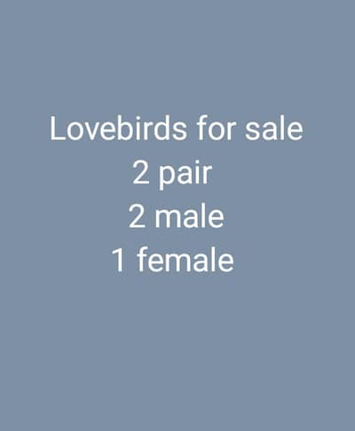lovebirds for sale