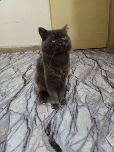 PERSIAN VACINATED CAT MALE
