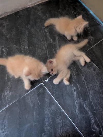 Persian kittens Semi Punch