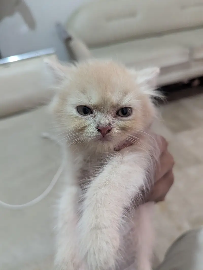 Persian kittens Semi Punch — photo 3