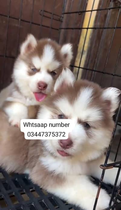 Siberian husky fore sale