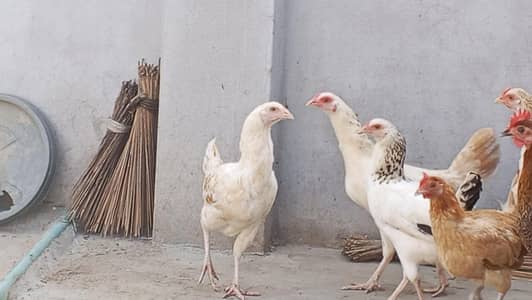 murgiyan aur murga only only serious buyer contact