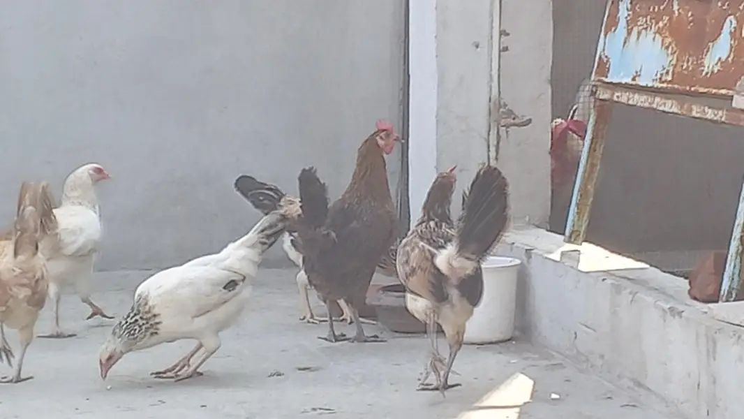 murgiyan aur murga only only serious buyer contact — photo 3