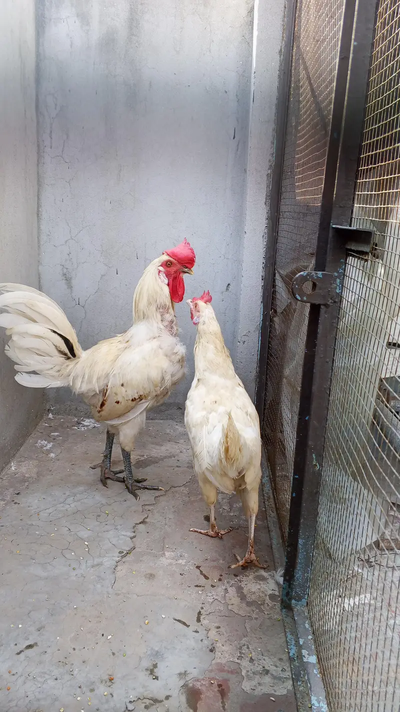 murgiyan aur murga only only serious buyer contact — photo 9