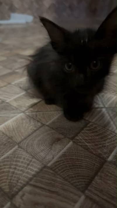 Cute kitten
