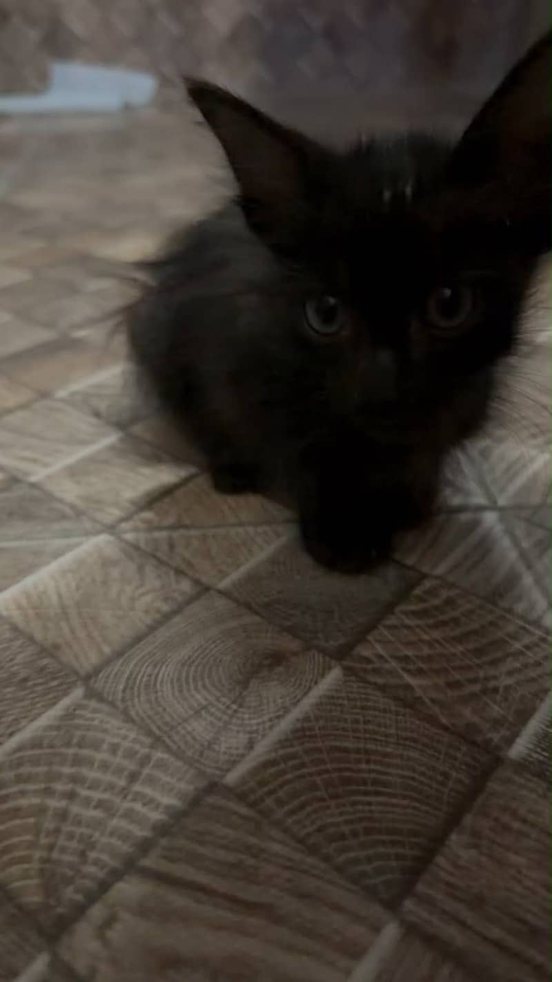 Cute kitten 0