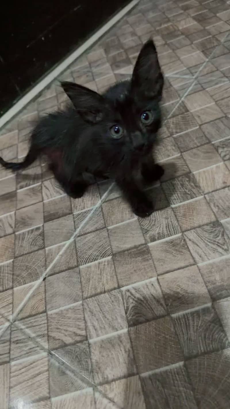 Cute kitten 1